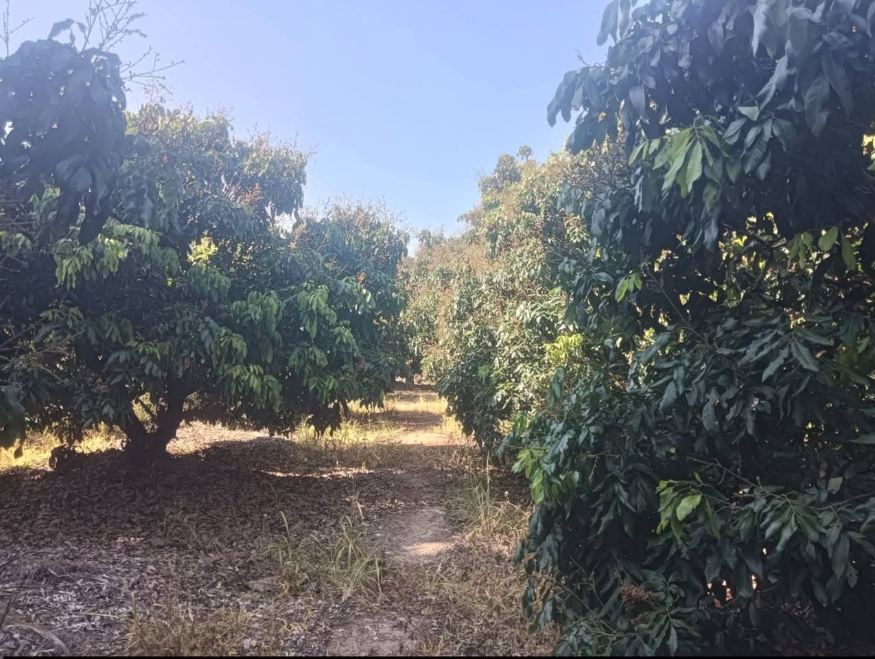 ที่ดินสันป่าตอง เชียงใหม่ อยู่ที่ Amphoe San Pa Tong, จังหวัดเชียงใหม่ 5