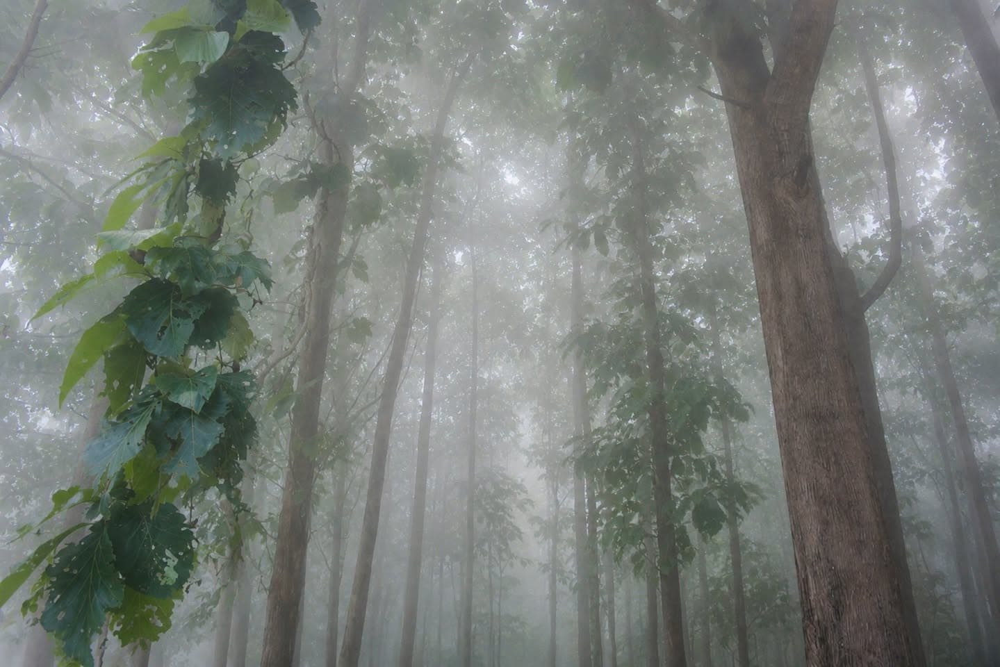 สวนสักทอง อายุ 40 ปี โฉนดสวย ติดทางสาธารณะ 3 ด้าน ใกล้เขตชุมชน พื้นที่เป็นเนิน น้ำไม่ท่วม  3