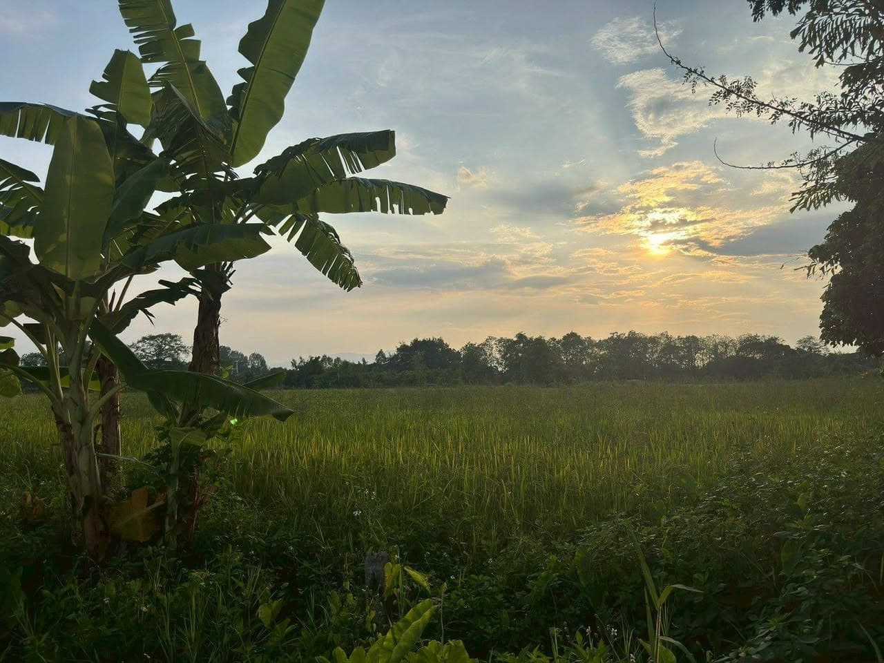 ขายที่ดินสวย บ้านร้องขี้เหล็ก ติดถนน ติดน้ำไหลตลอดปี ทำเลศักยภาพสูง (วงแหวนรอบ 4 ตัดผ่านที