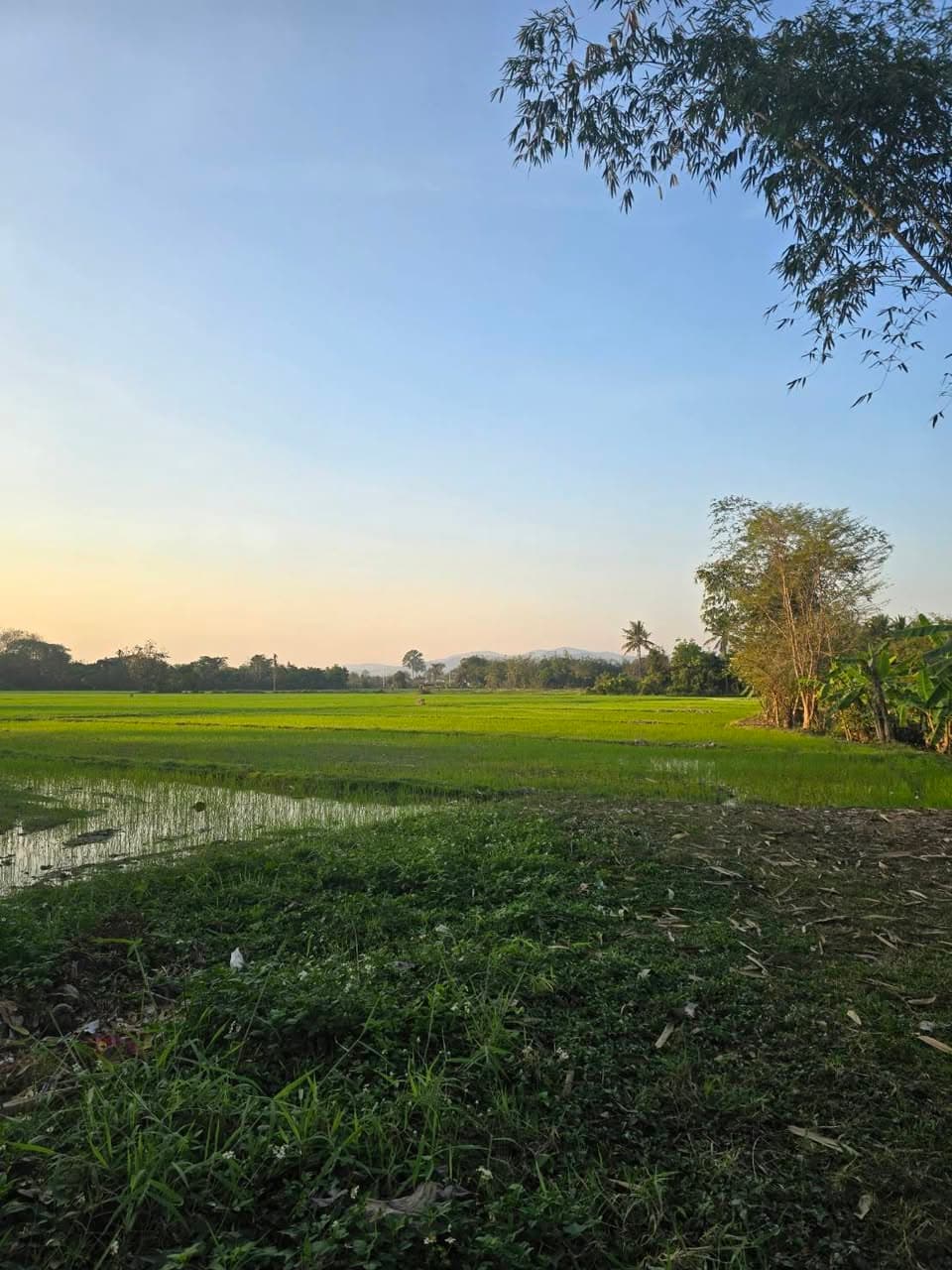 ขายที่ดินสวย บ้านร้องขี้เหล็ก ติดถนน ติดน้ำไหลตลอดปี ทำเลศักยภาพสูง (วงแหวนรอบ 4 ตัดผ่านที 2