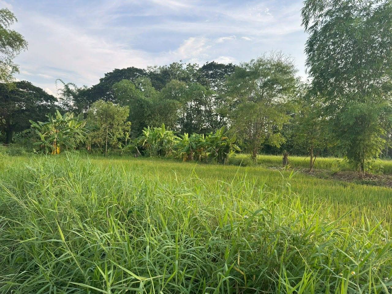 ขายที่ดินสวย บ้านร้องขี้เหล็ก ติดถนน ติดน้ำไหลตลอดปี ทำเลศักยภาพสูง (วงแหวนรอบ 4 ตัดผ่านที 4