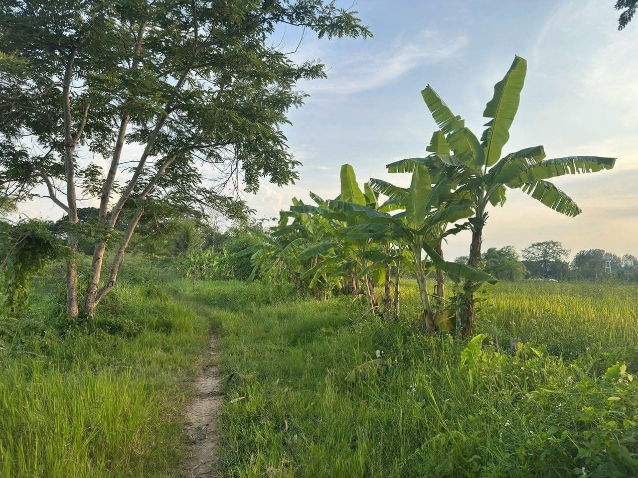 ขายที่ดินสวย บ้านร้องขี้เหล็ก ติดถนน ติดน้ำไหลตลอดปี ทำเลศักยภาพสูง (วงแหวนรอบ 4 ตัดผ่านที 5
